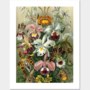 Orchids by Ernst Haeckel Posters and Art